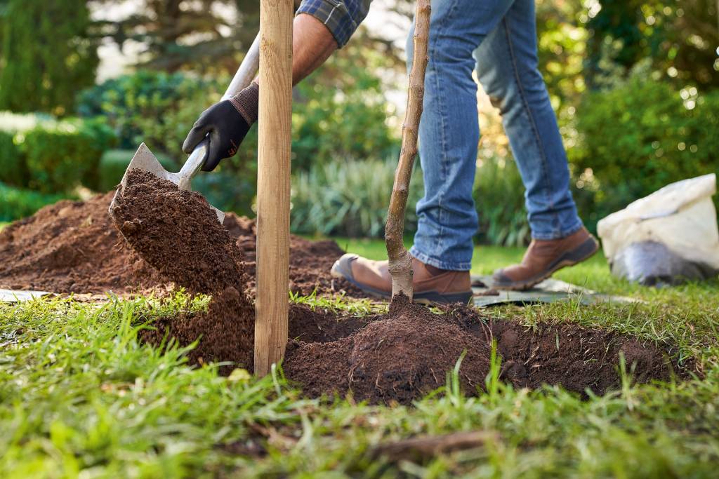 Planting trees, planting, soil conditions