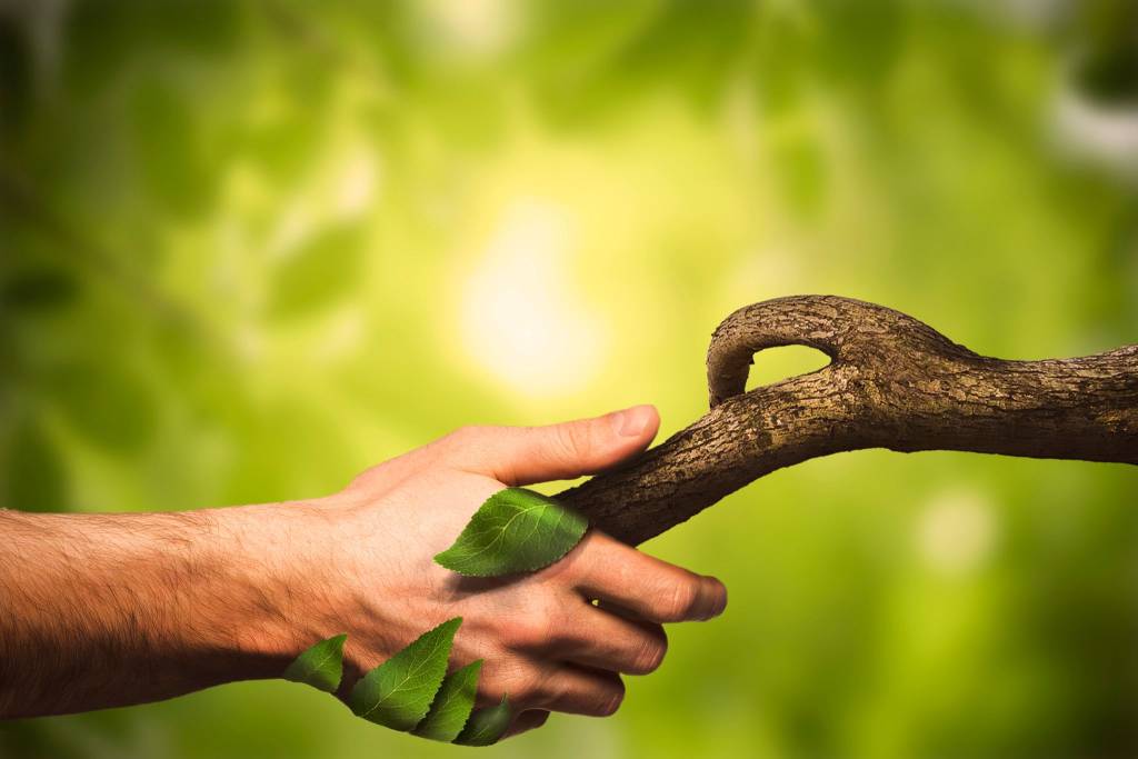 Nature manipulation. Handshaking with nature. Human hand. Nature. Shallow DOF. Developed from RAW; retouched with special care and attention; Small amount of grain added for best final impression. 16 bit Adobe RGB color profile.